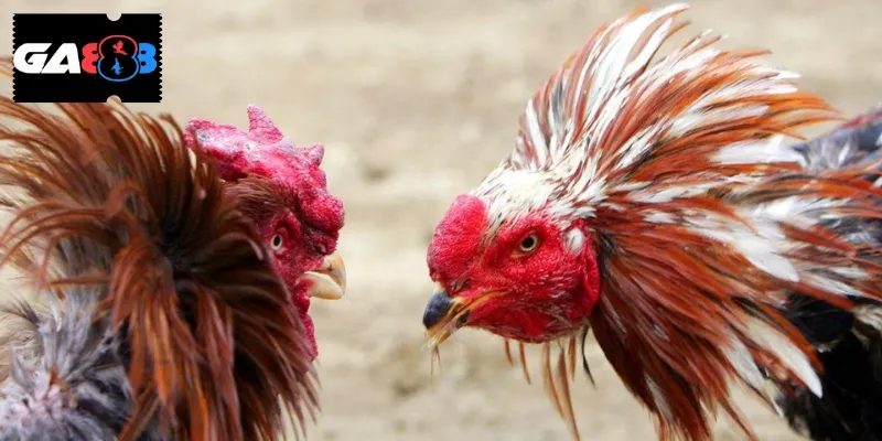 Đá gà là chuyên mục giải trí hấp dẫn với những trận đấu mãn nhãn