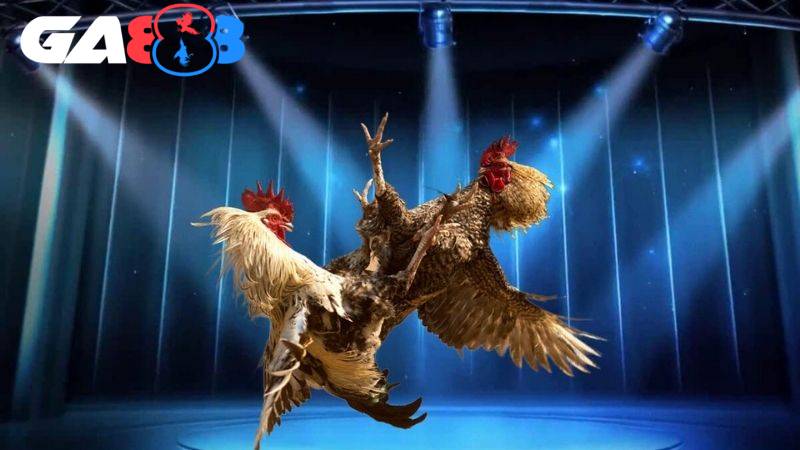 Nạp & cược đá gà Thomo nhận 8.88% thưởng mỗi ngày từ GA888