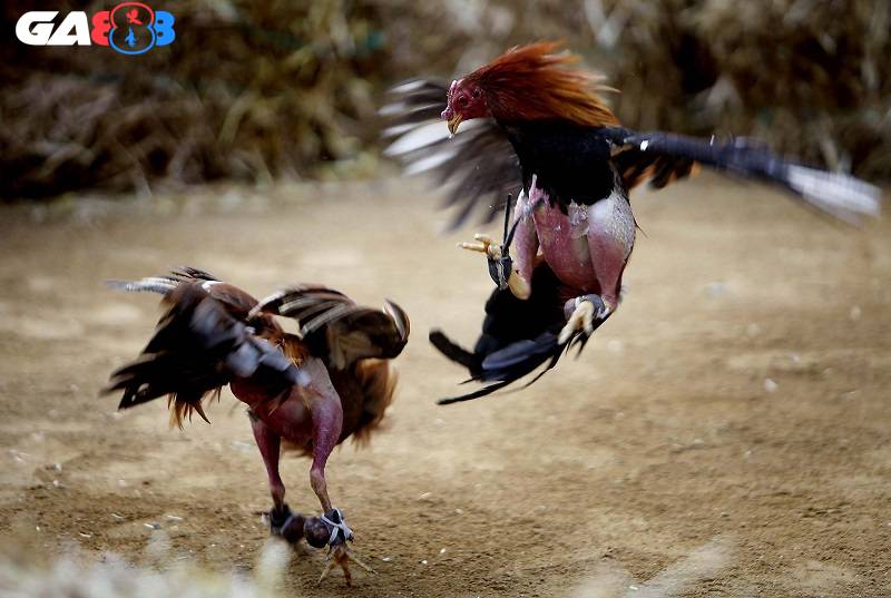 Nhiều người chơi mới của GA888 không nắm rõ thế đá gà là gì?